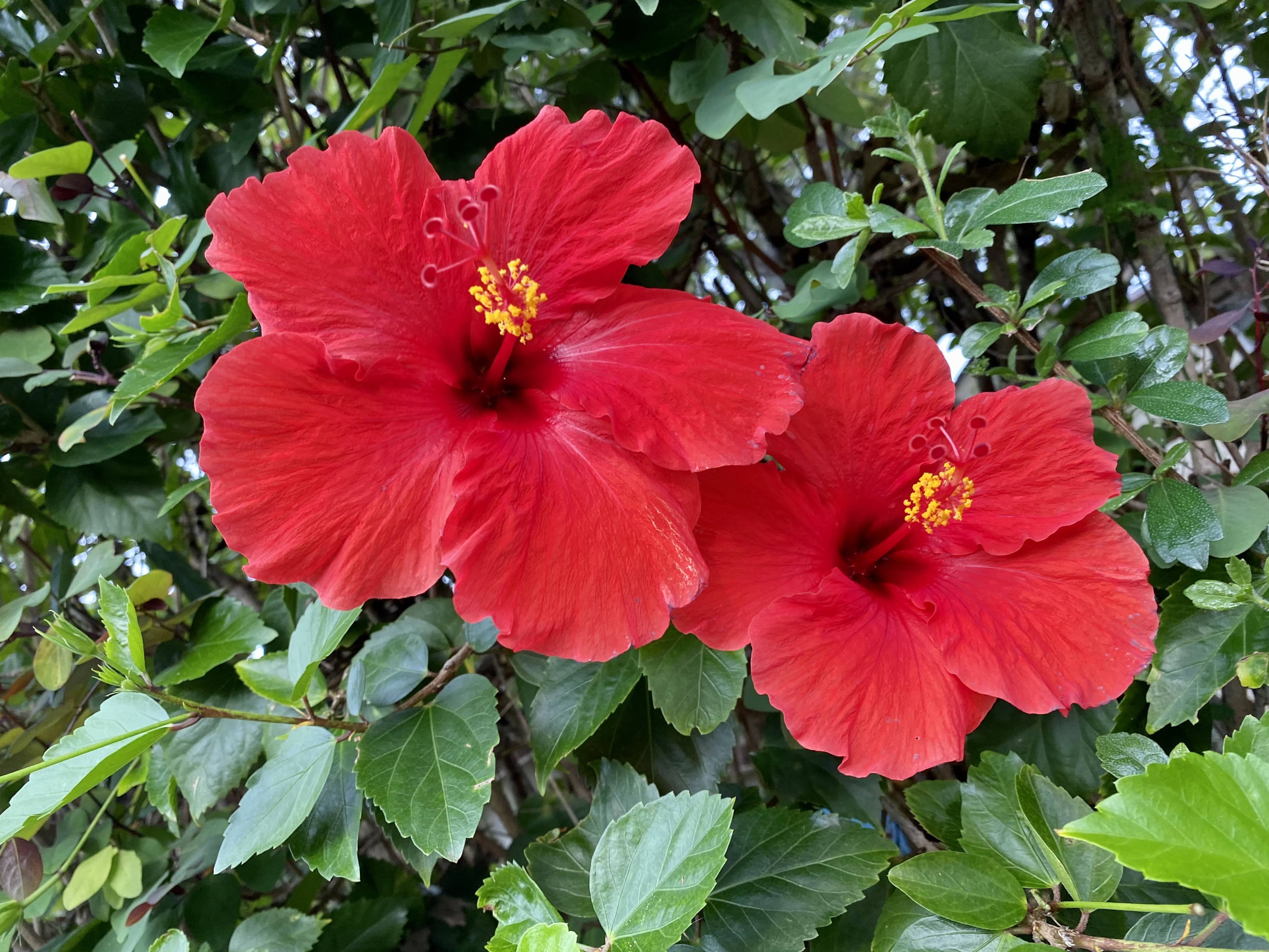 ハワイの花15選｜プルメリア・ハイビスカスなど種類と見頃の季節を解説 